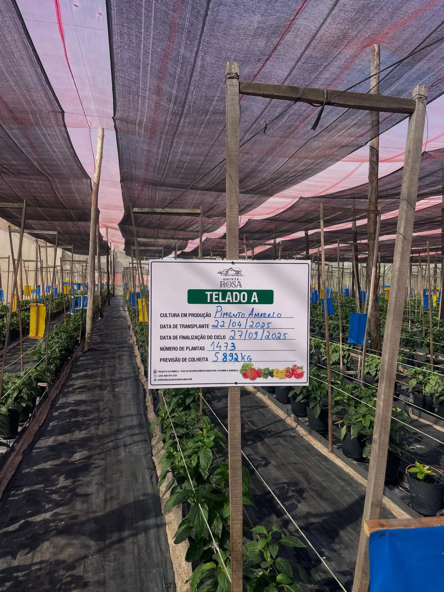 Quinta da Rosa:  Novo lote de Pimento Amarelo 🌶️💛