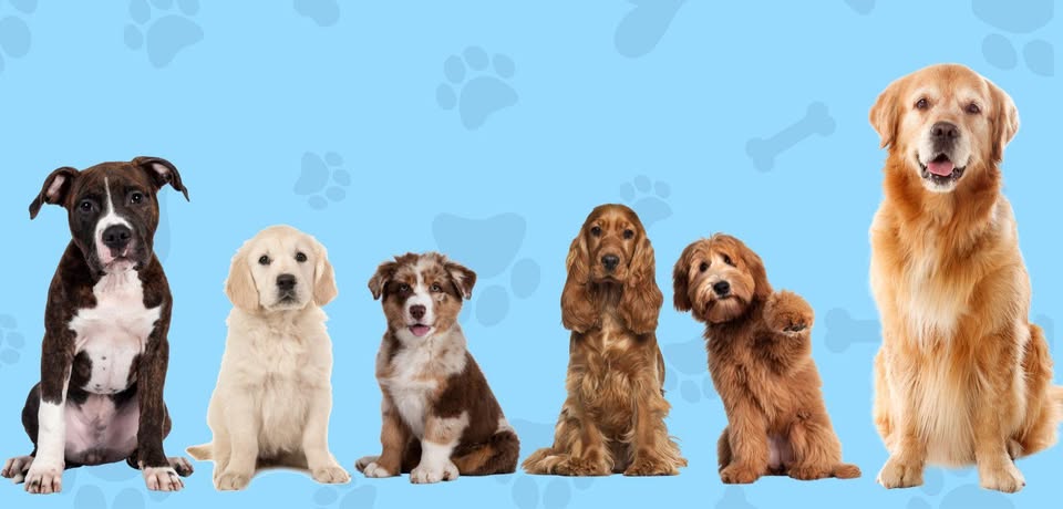 Banner de Bichinhos De 4 Patas